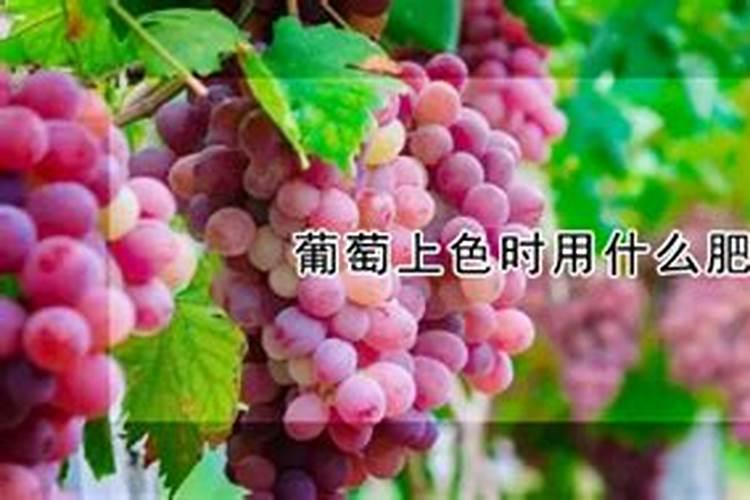 葡萄转色期施什么肥 葡萄转色期施啥肥