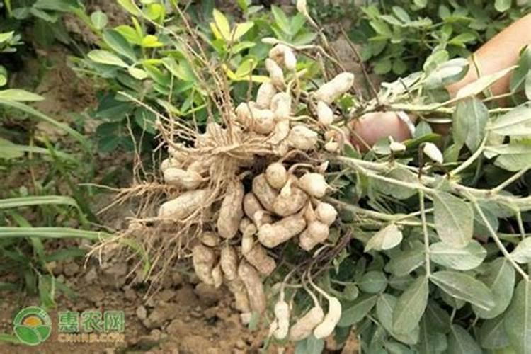 用什么肥料给农作物补钾比较好？