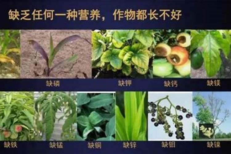 玉米氮肥过多的危害,附各个阶段的需肥量