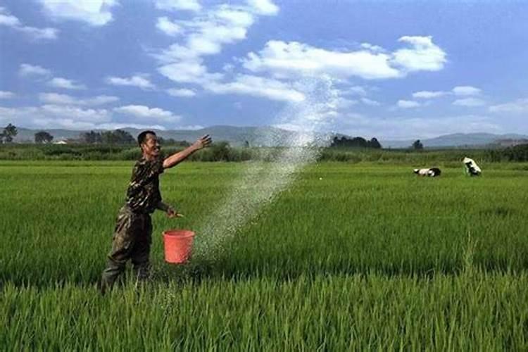 红薯增产小技巧,巧用草木灰,红薯个大皮滑品质佳!