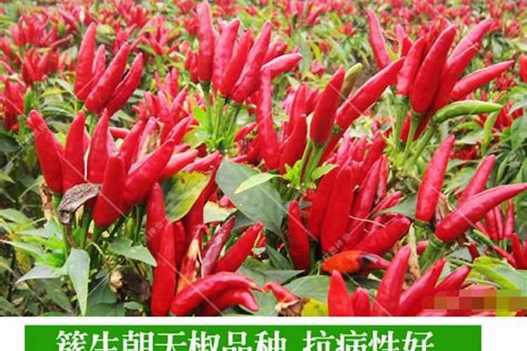 朝天辣椒落花的厉害 应该打什么药保花保果呢