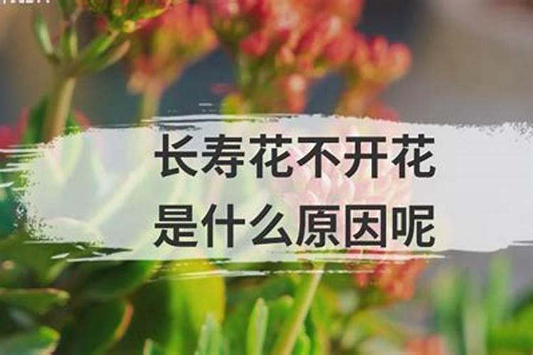 桔子水可以浇什么花