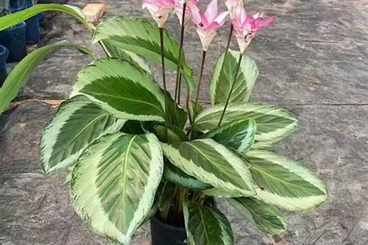 玉米几叶一心可以移栽