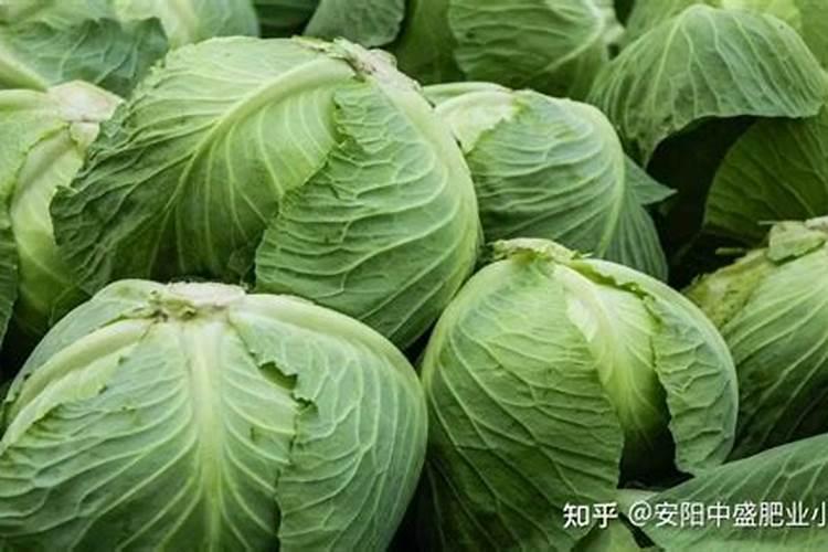 果树常见的11种营养元素失调症,如何辨别？如何防治？