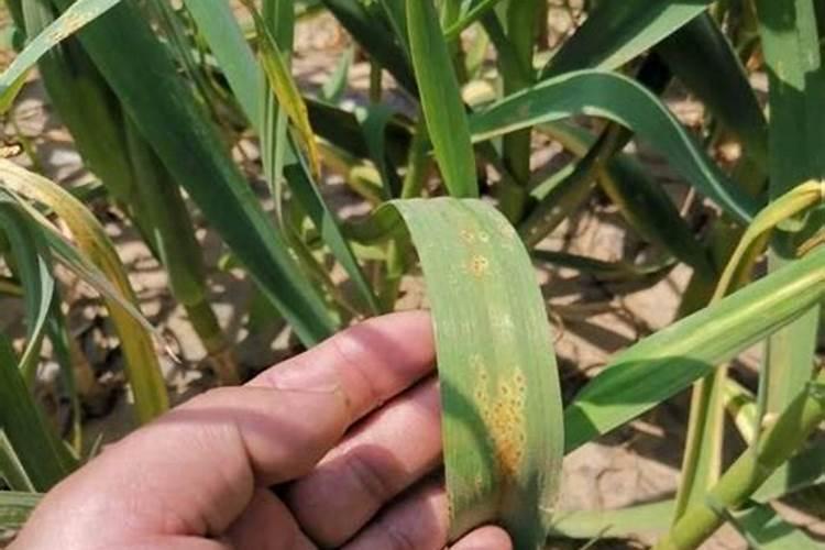 红糖和白砂糖的主要成分是什么？为什么红糖水可以补血,而白糖水却是降温...