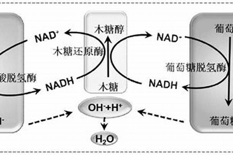 红糖和白糖在成分上有区别吗