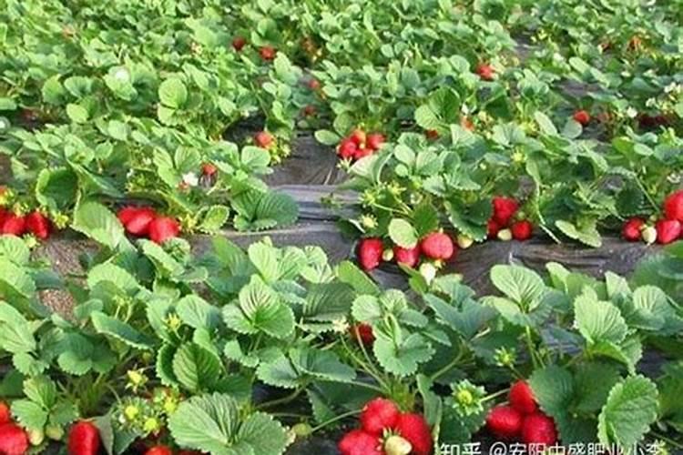 无公害草莓生产如何使用农药