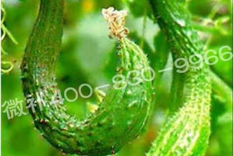 有机氮肥和无机氮肥的区别
