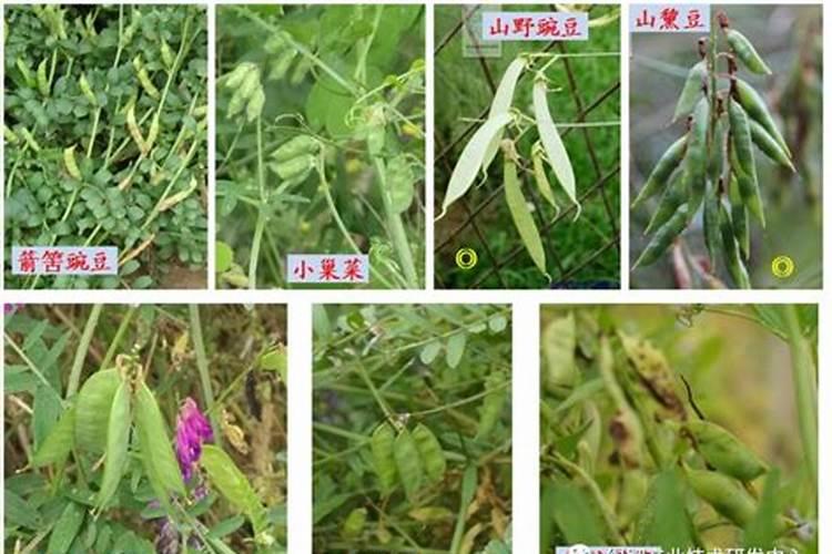 种植什么能肥土？