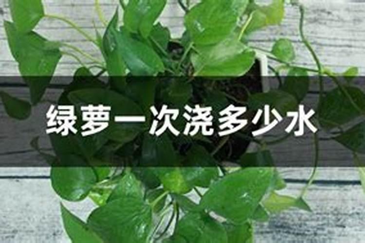 养花叶面肥多久喷一次 养花叶面肥喷洒频率