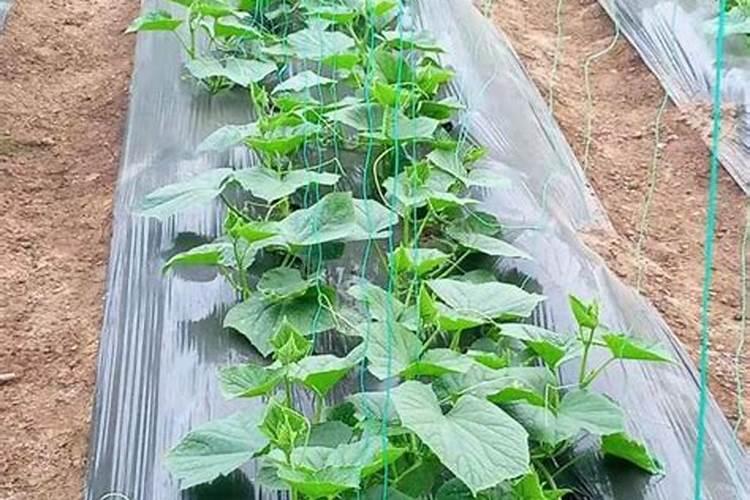 蓝莓怎样施肥,蓝莓种植时间和方法