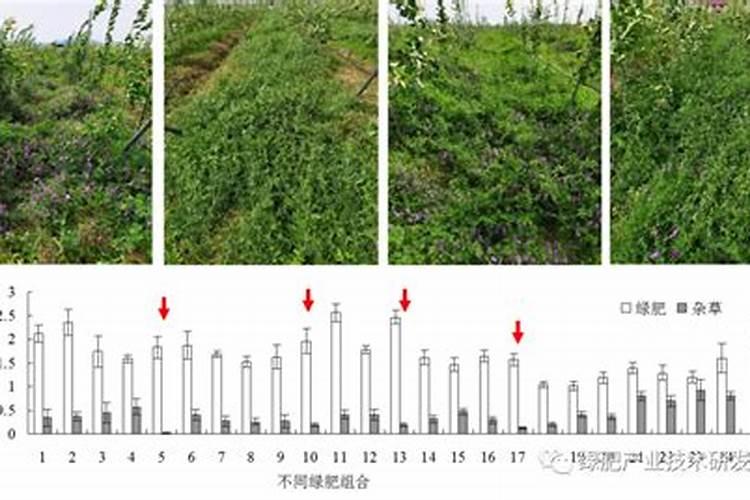 什么是绿肥作物 有什么好处 种植有学问吗