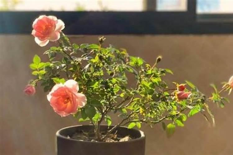 月季僵苗怎样才能发新芽