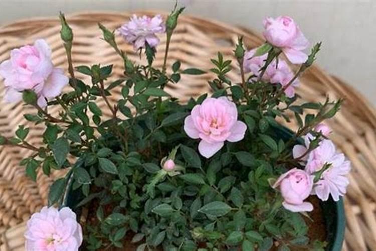 月季花月季花怎么施肥