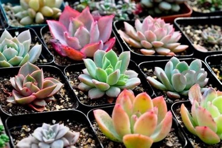 种植葡萄施什么肥料