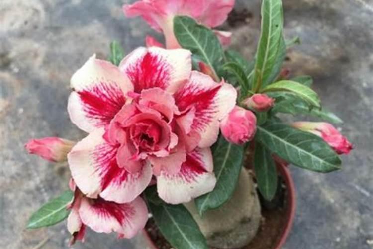 柑橘缺元素最佳补法