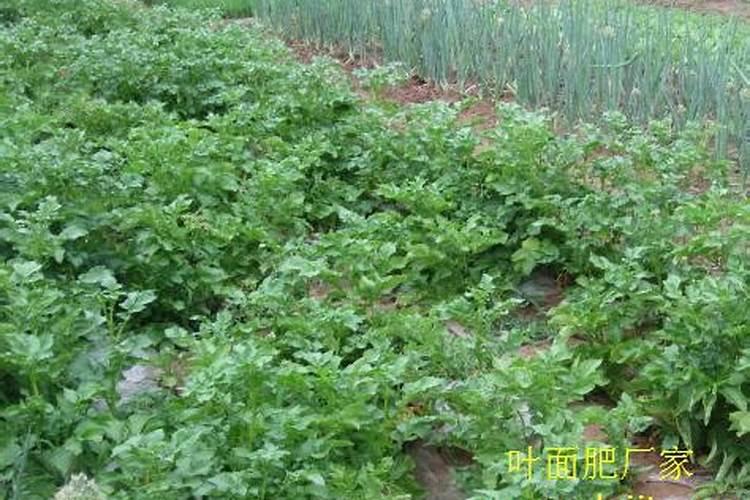 蓝莓苗打什么叶面肥