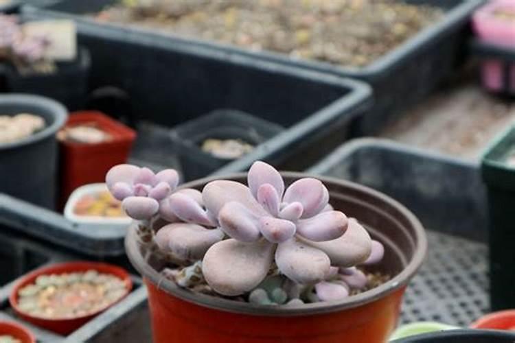 橘子皮泡水浇花能杀虫吗