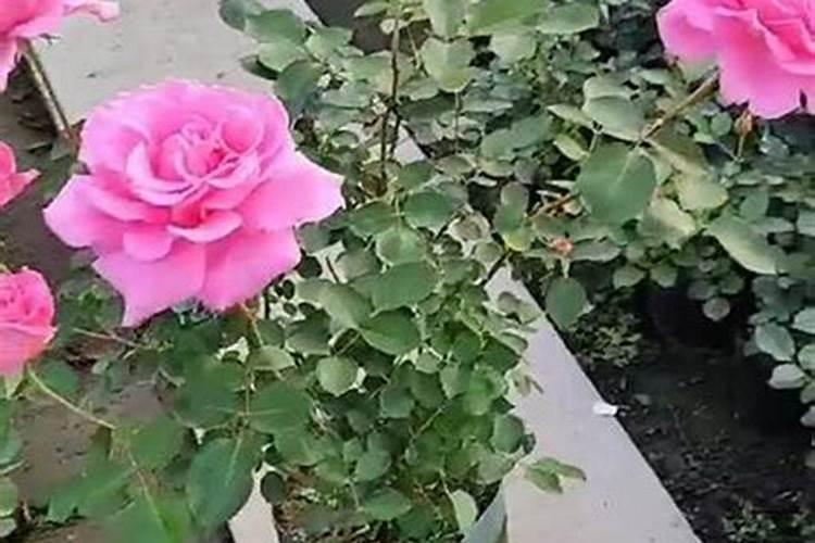 月季花怎么施肥月季花施什么肥好
