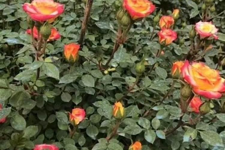 春季如何给月季施肥芽多叶多花苞更多