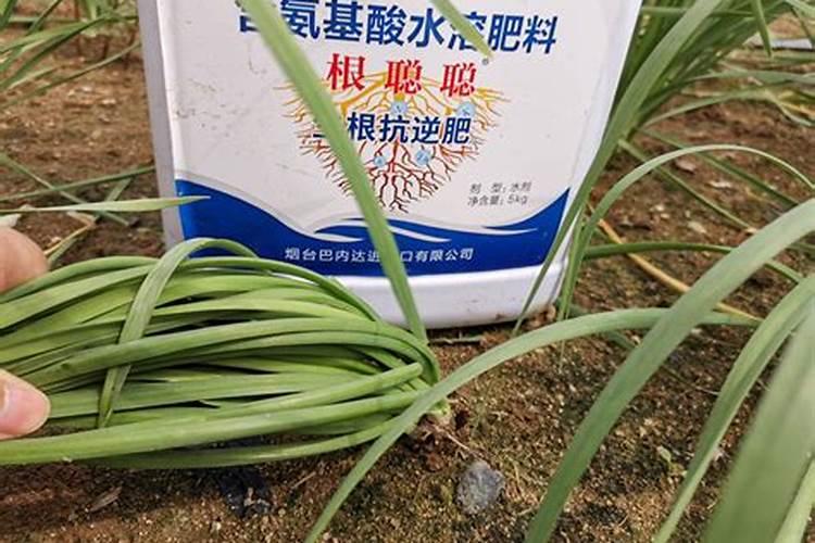 刚缓苗成功的盆栽蓝莓要使土壤变酸性浇什么肥料的水？
