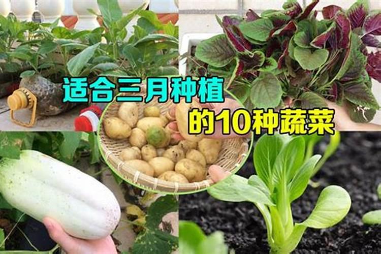 磷肥可以种什么菜