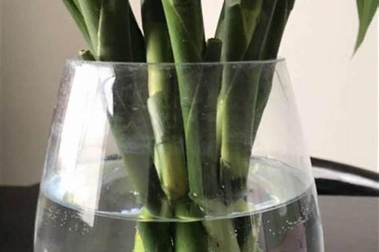 肥料可以用水溶解后浇花吗