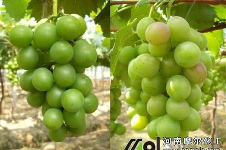 天堂鸟怎么浇水方法