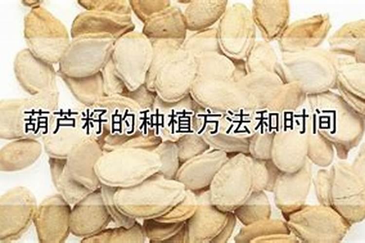 葫芦怎么施肥