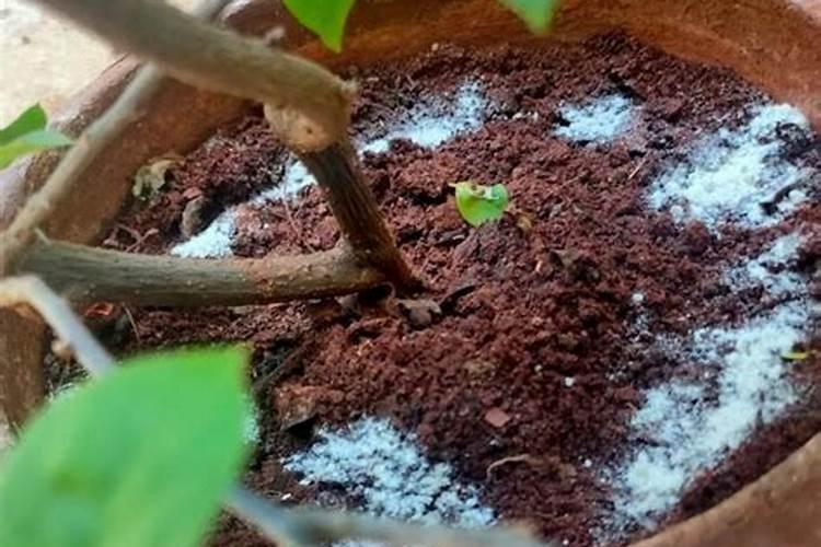 矿源腐植酸钾能和杀菌剂混用吗？