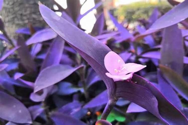 农药倍液怎么计算