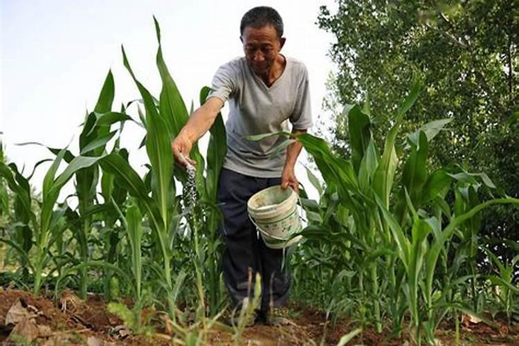 玉米苗后除草可以放液体氮肥一起喷施吗？