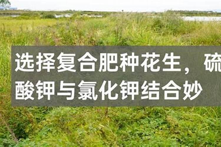 黄瓜茎细叶小怎么办