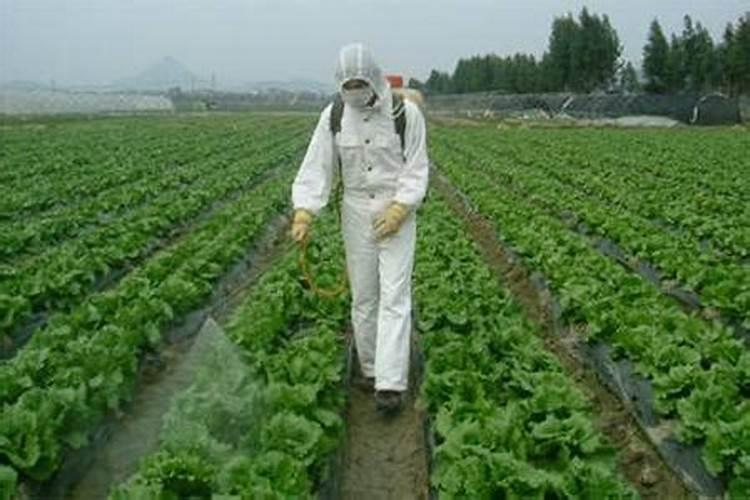 种树用复合肥还是有机肥