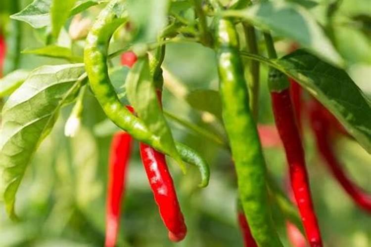 辣椒移栽后几天施肥 使用什么肥料好