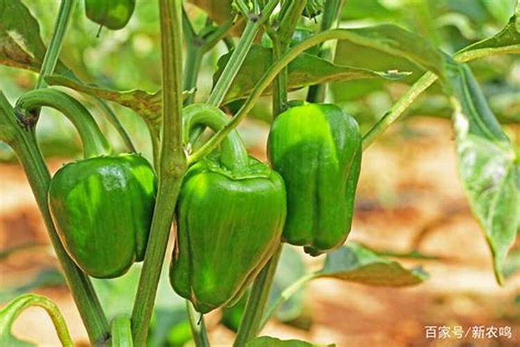 移栽辣椒几天后是早上或下午施肥好？