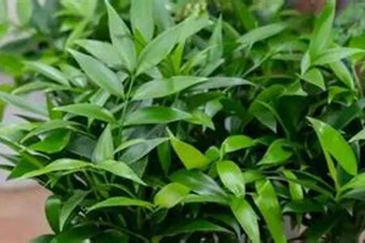 竹柏的栽植要点