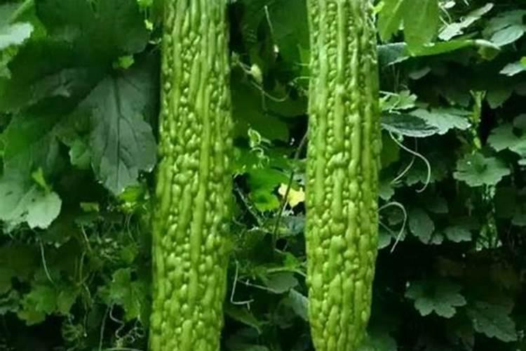 月季花施肥施什么肥料