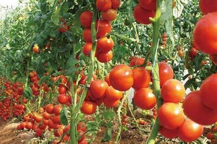 月季花施肥施什么肥料