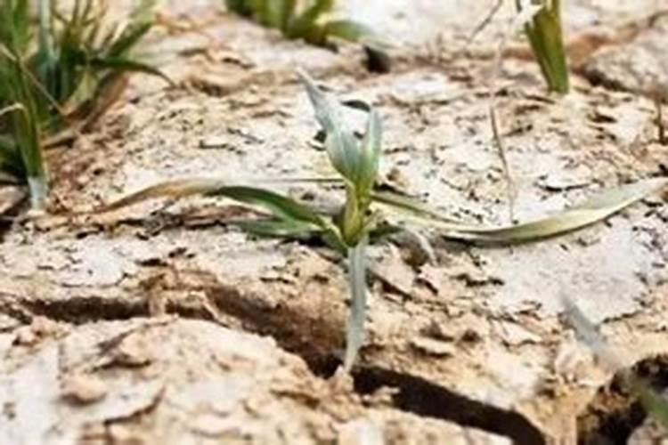 使用棉质为什么环保