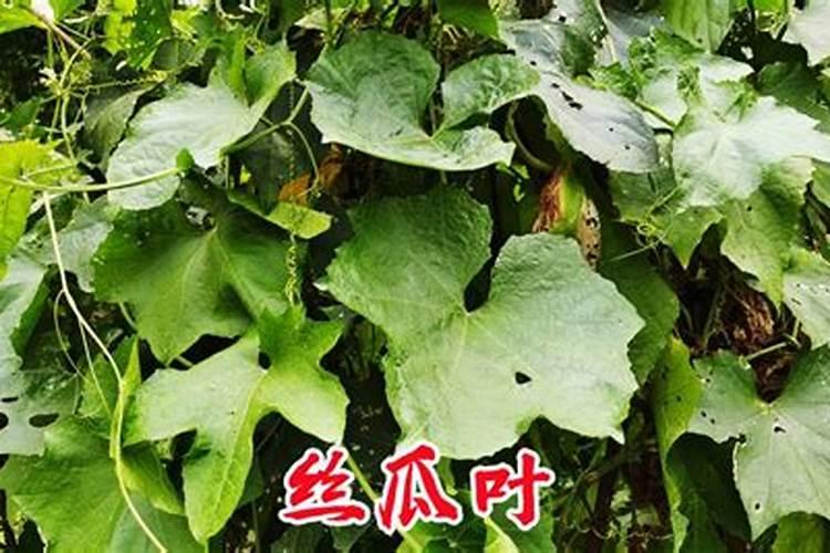 橙子树上的青苔用什么药能打掉