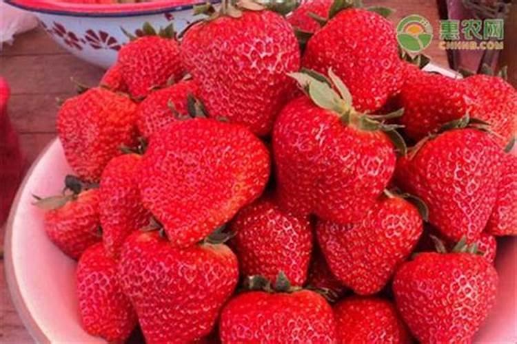 栽树用什么肥料好