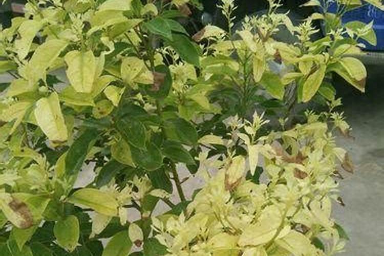 香樟树施什么肥好
