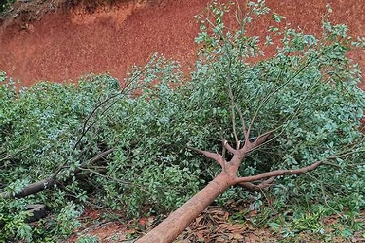 什么是硅镁钛铝合金