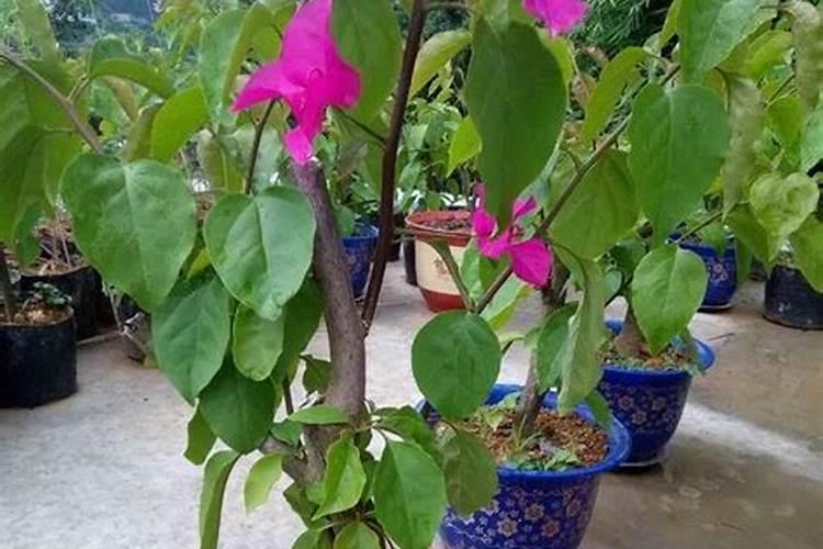 大蒜复合肥哪种最好