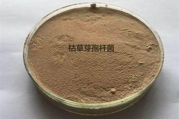 沃巴盾与根宝那个对小麦效果好？