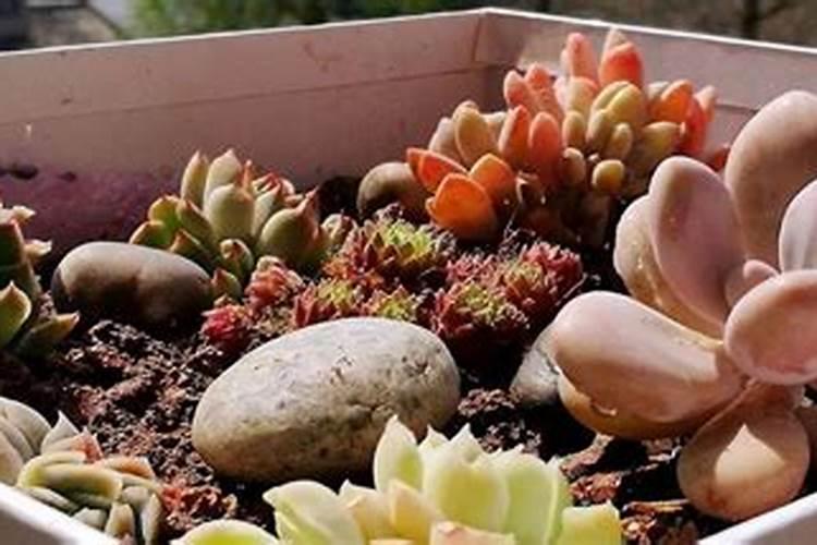 草莓专用肥配方