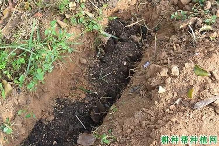 钾肥怎么施效果好？