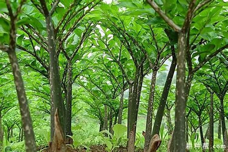 贵州二代白魔芋种植效益怎么样