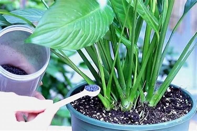 白掌要施什么肥最好